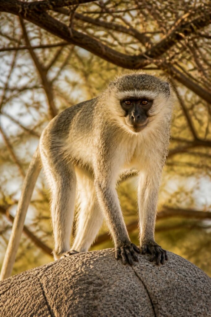 Vervet-Meerkatze — Bernsteinfarbene Pupillen