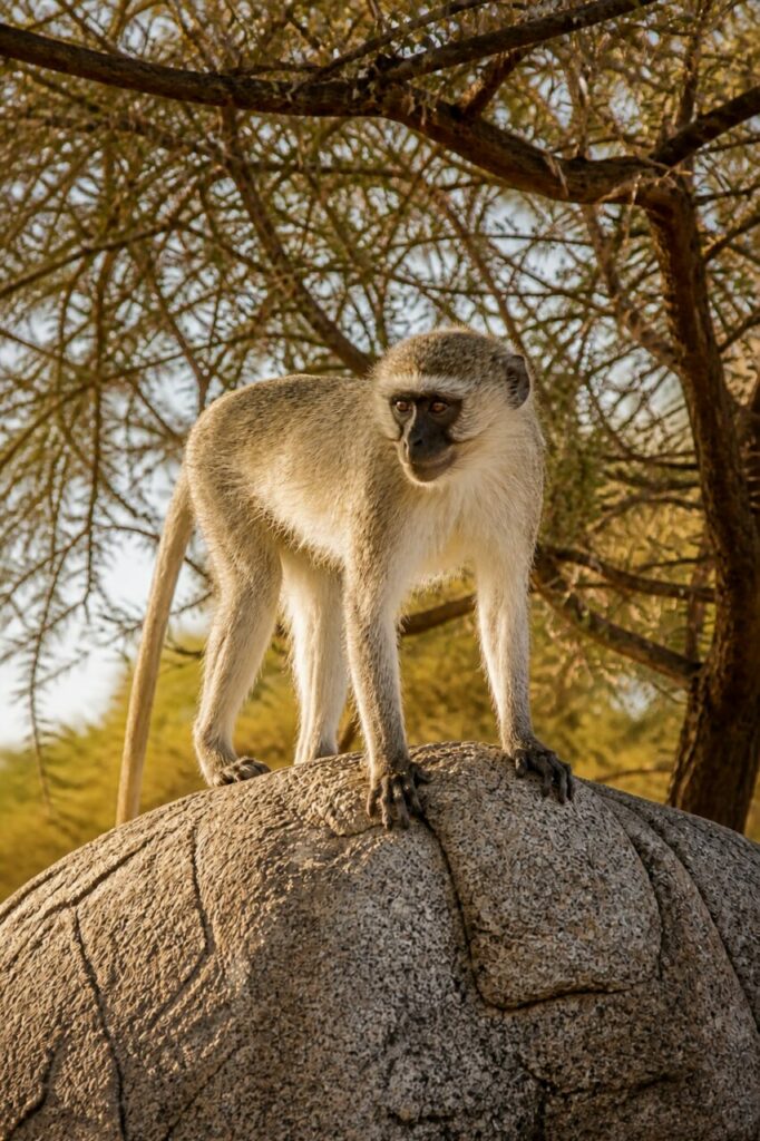 Vervet-Meerkatze — Graugrüner Pelz