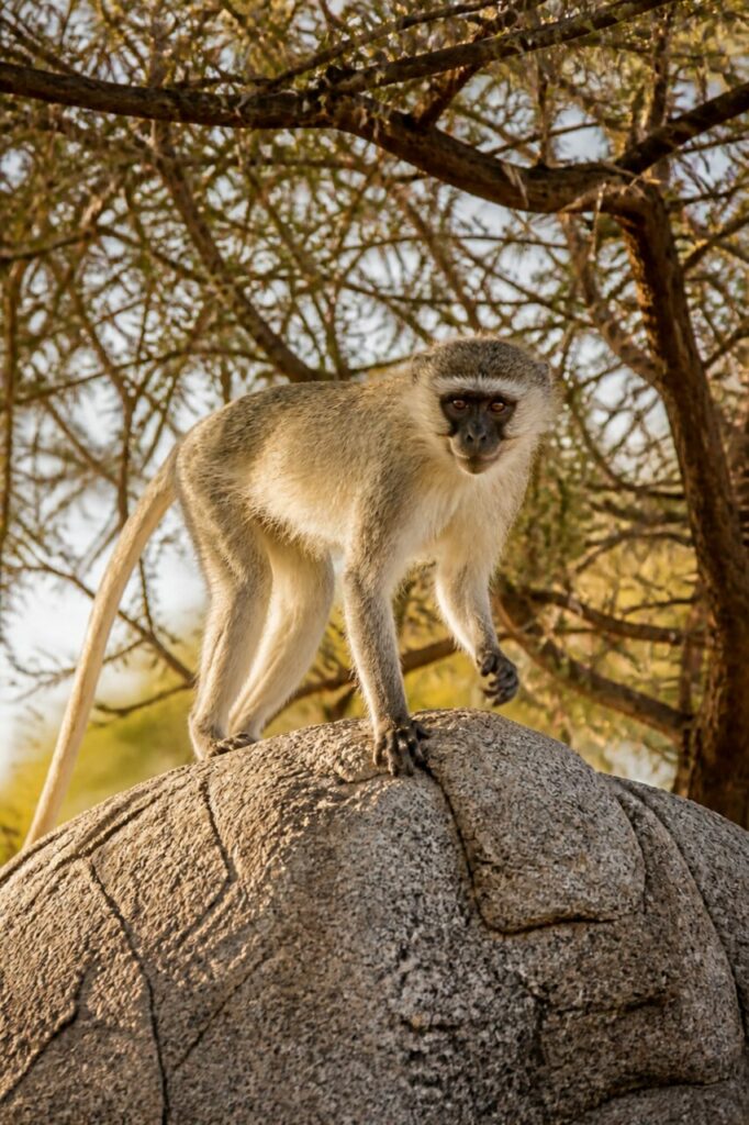 Vervet-Meerkatze — Erhobene Hand