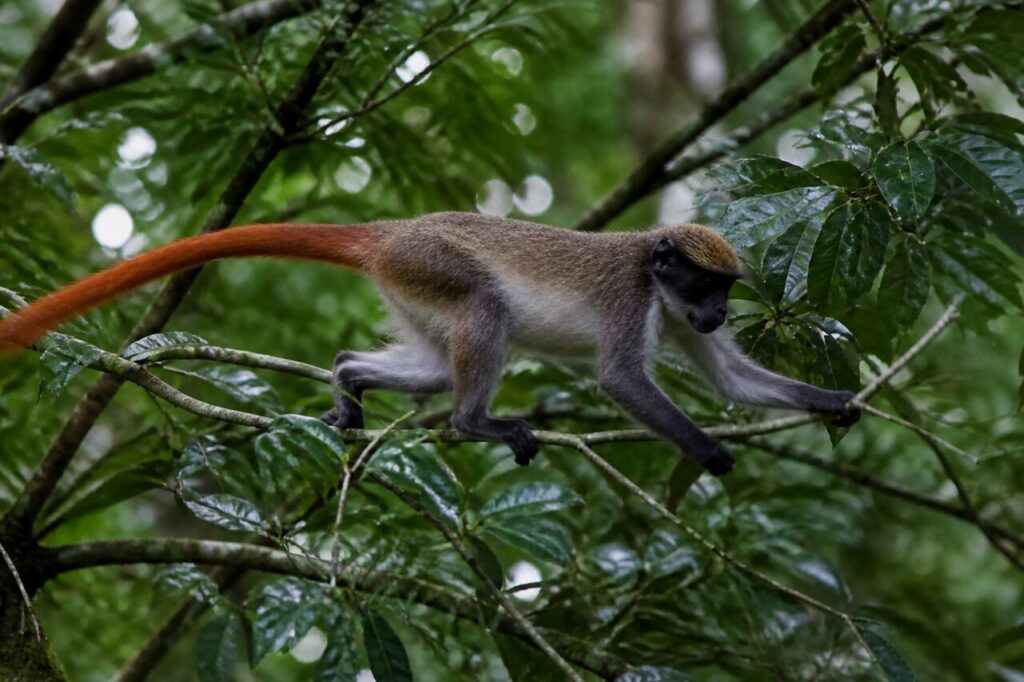 Rotschwanzmeerkatze — Schlanke Gliedmaßen