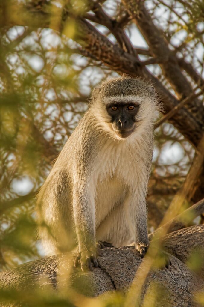 Vervet-Meerkatze — Heller Backenkranz