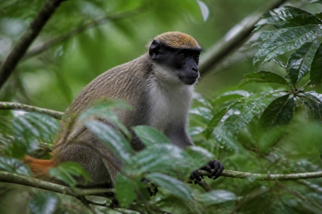 Rotschwanzmeerkatze — Elfenbeinhelle Kehle