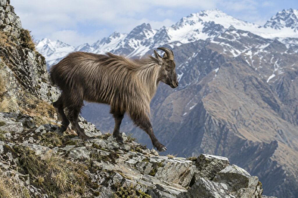 Tahr de l’Himalaya des hautes pentes — crossing a rocky alpine ledge