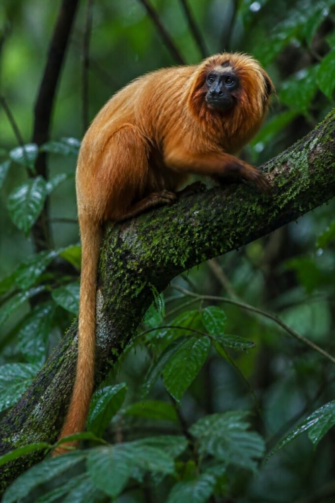 Le petit singe tend une main sur lʼécorce pour avancer — Tamarin-lion à face noire