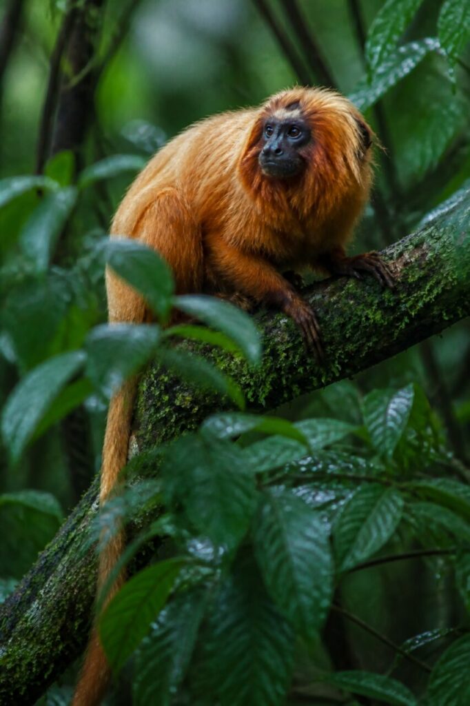 Feuilles luisantes cachant en partie le tamarin qui regarde de côté — Tamarin-lion à face noire