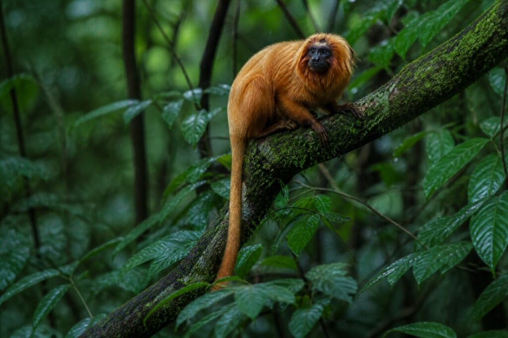 Le tamarin agrippe le rameau moussu et laisse pendre sa queue — Tamarin-lion à face noire