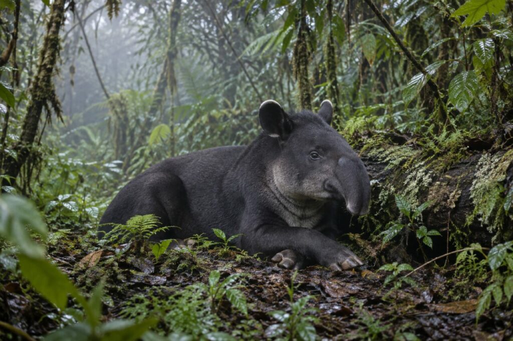Feuillages brumeux et tapir des montagnes Tapirus pinchaque