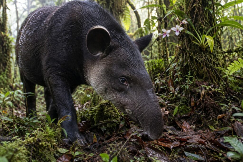 Sous-bois moussu et tapir des montagnes Tapirus pinchaque