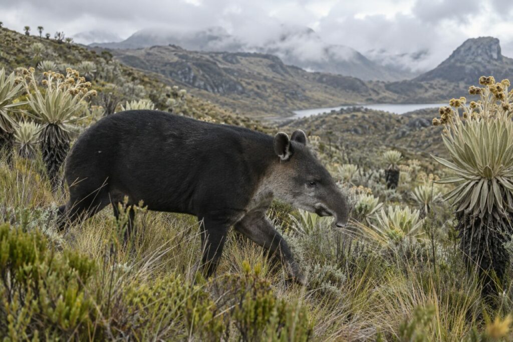 Páramo humide et tapir des montagnes Tapirus pinchaque