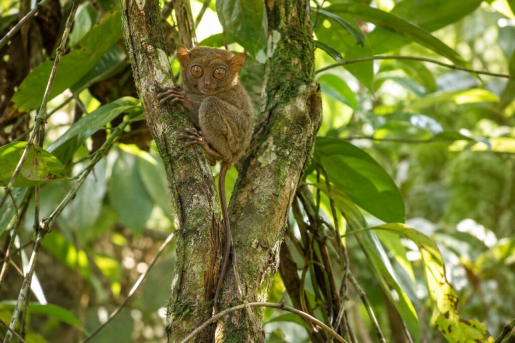 Tarsier des Philippines sur un tronc moussu en forêt tropicale (Carlito syrichta)
