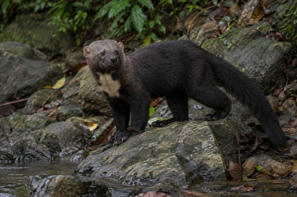 Tayra attentif posé sur les rochers d’un ruisseau forestier