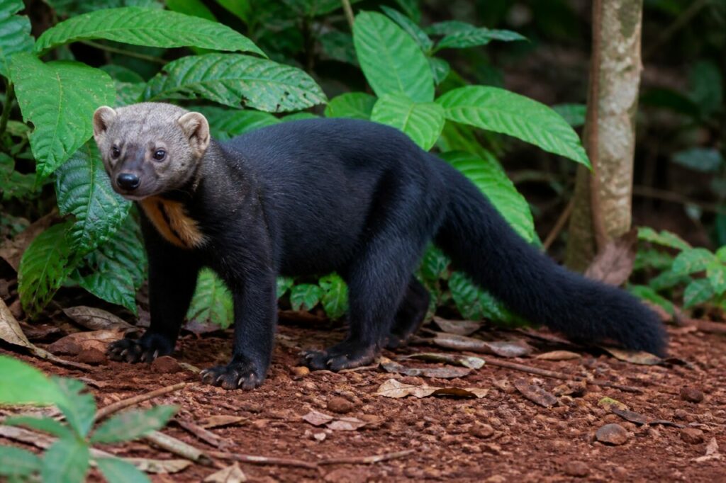 Tayra au plastron doré parmi les grandes feuilles tropicales