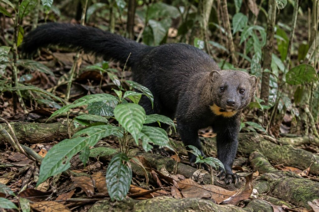 Tayra au regard direct entre les plantes basses et les racines
