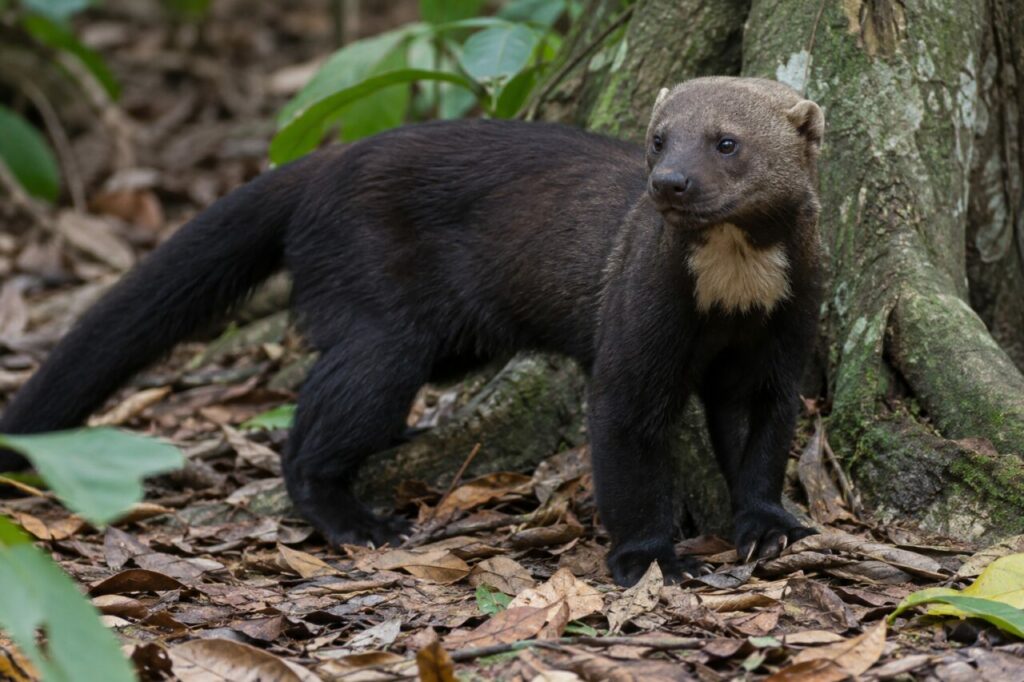 Tayra brun debout près des racines couvertes de feuilles