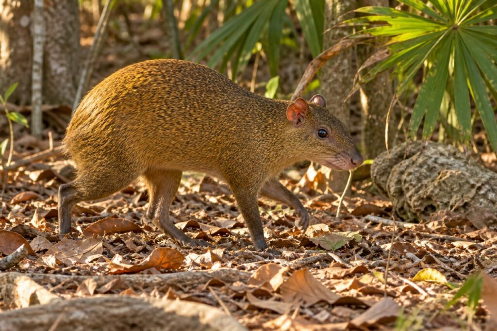 Terre ocre du Belize — agouti d’Amérique centrale (Dasyprocta punctata), traversant la forêt sèche en saison chaude