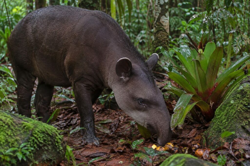 Terre rouge — tapir terrestre (Tapirus terrestris), fouillant sous les broméliacées