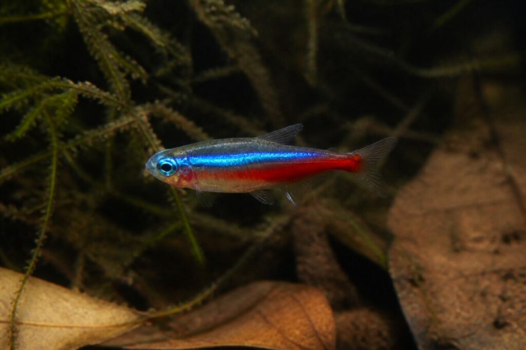 Striscia blu elettrico sopra il ventre rosso fra foglie sommerse — Tetra neon verde
