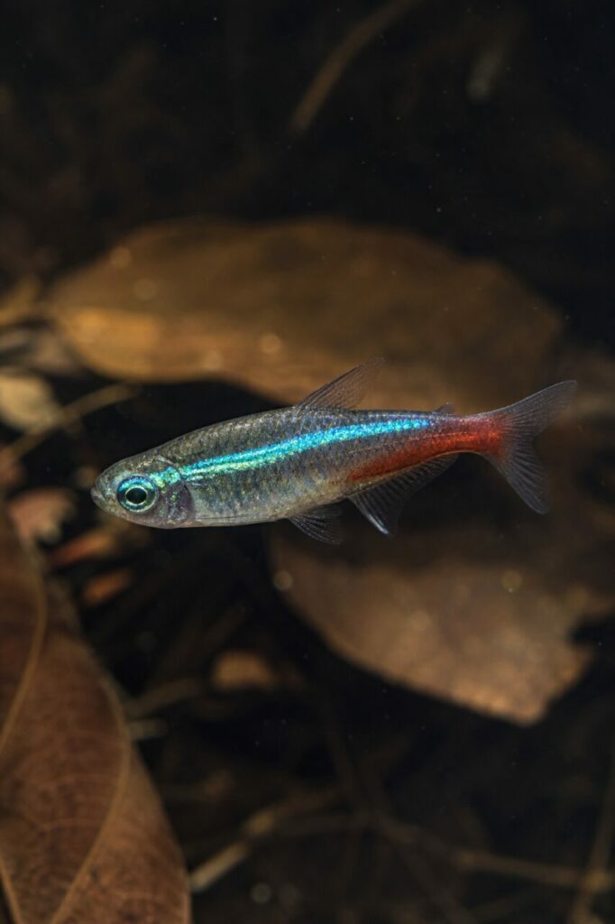 Squame argentee attraversate da una fascia verde-blu e coda rossastra — Tetra neon verde