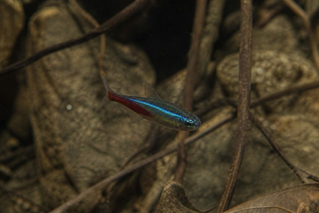 Il tetra scivola accanto a steli bruni e ciottoli nellʼacqua ombrosa — Tetra neon verde