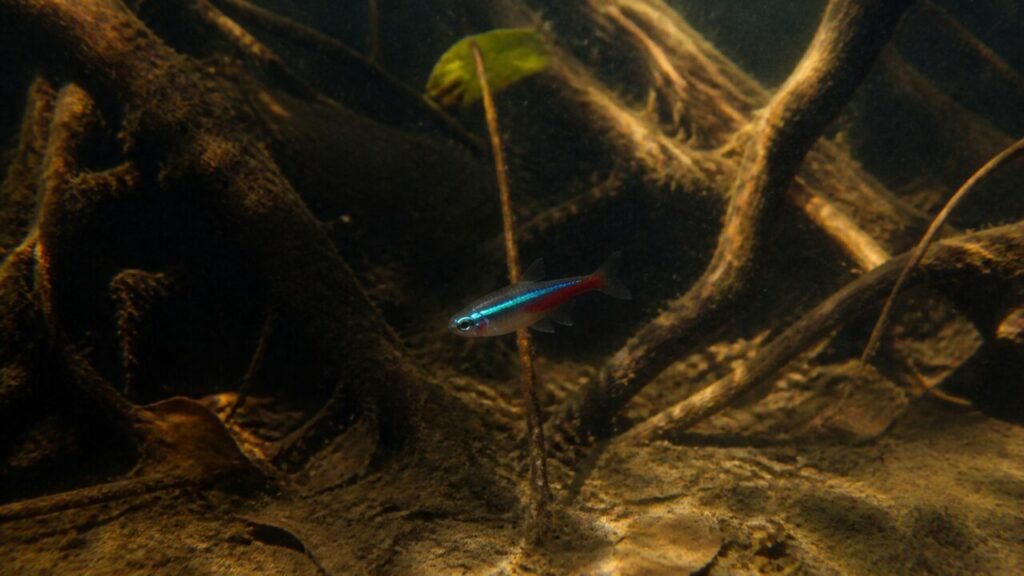Radici scure circondano un pesce minuscolo sopra il fondale sabbioso — Tetra neon verde