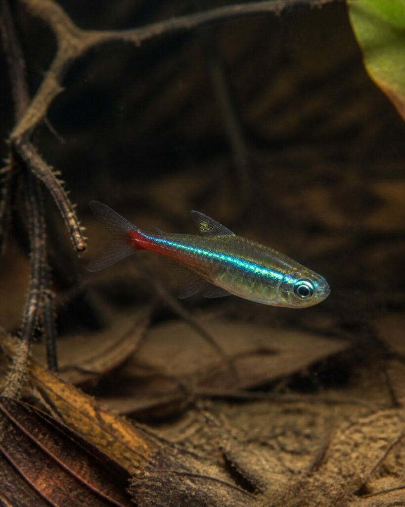 Piccolo tetra luminoso nuota sotto un ramo sommerso — Tetra neon verde
