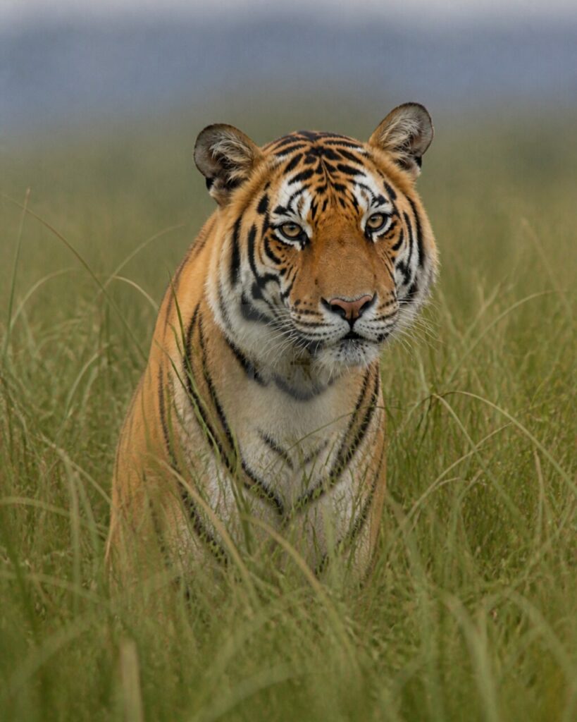 La tigre attraversa lʼerba umida — Tigre