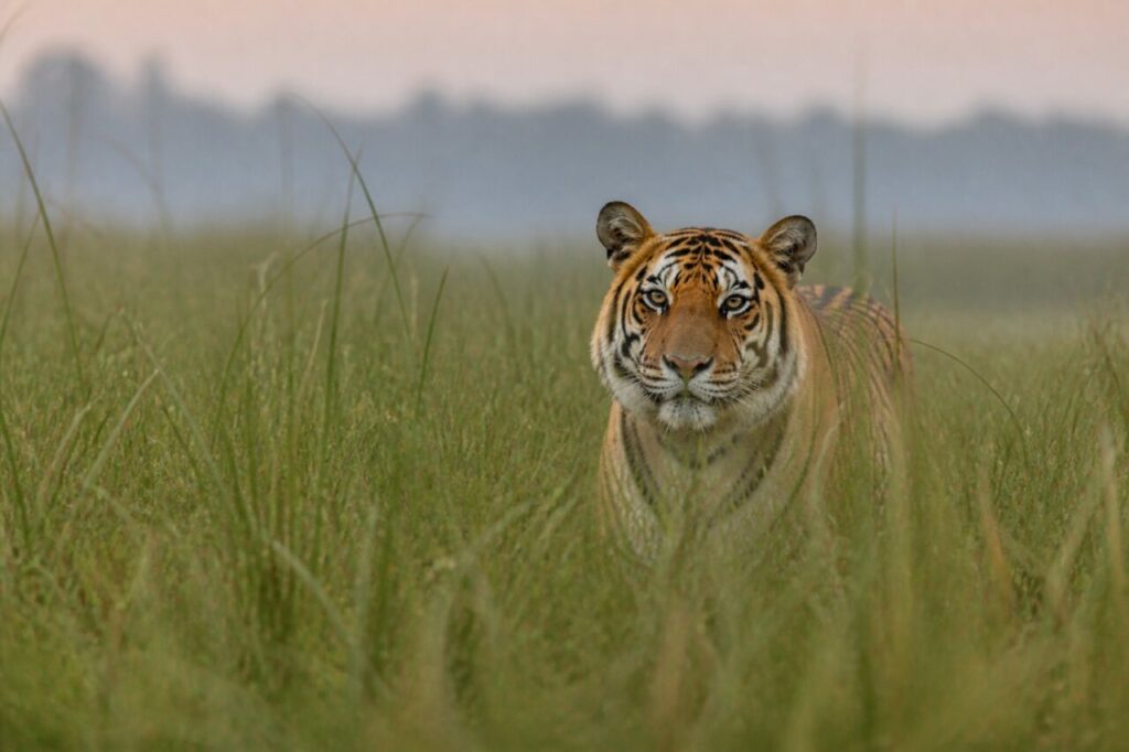 Tigre ferma tra erba alta e margine nebbioso del bosco — Tigre