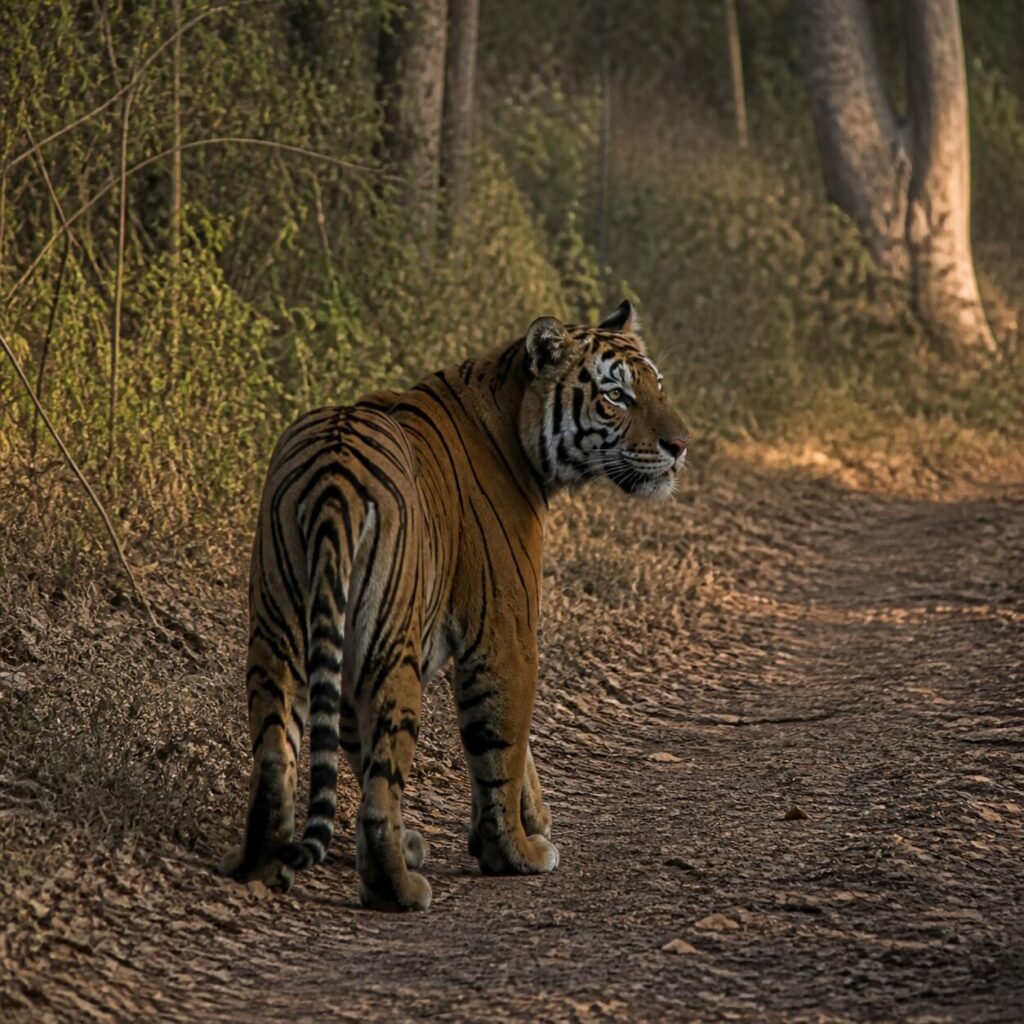 Tigre immobile al centro della pista — Tigre
