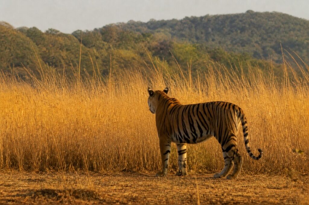 Anelli scuri lungo la coda davanti allʼerba fitta — Tigre