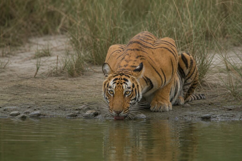 Muso chino sul riflesso mentre la tigre beve — Tigre del Bengala
