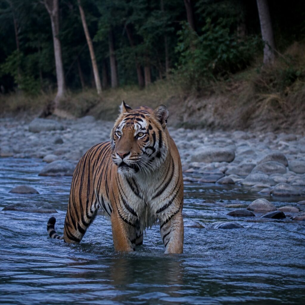 Ferma nella corrente, la tigre fissa la riva — Tigre del Bengala
