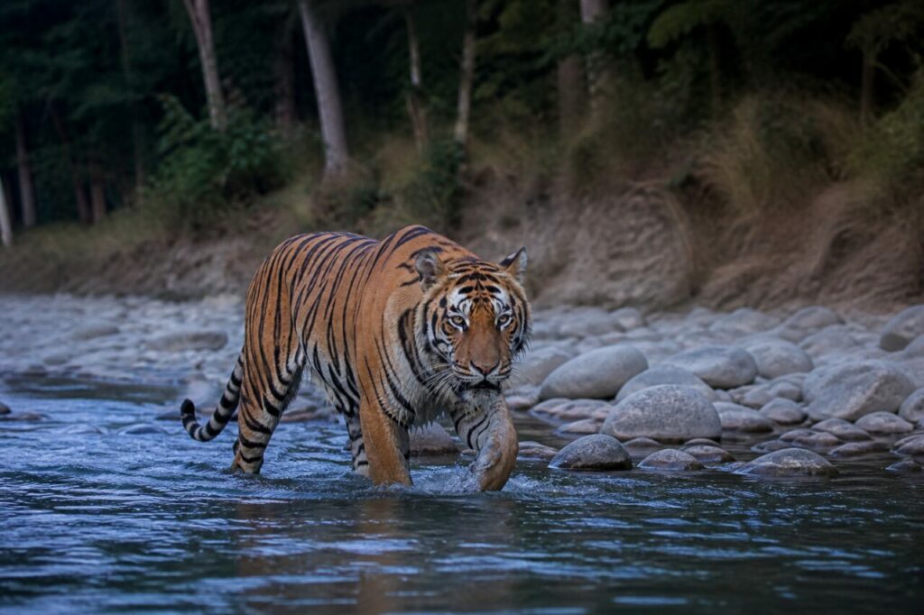 Pietre arrotondate intorno alla tigre che guada il tratto poco profondo — Tigre del Bengala