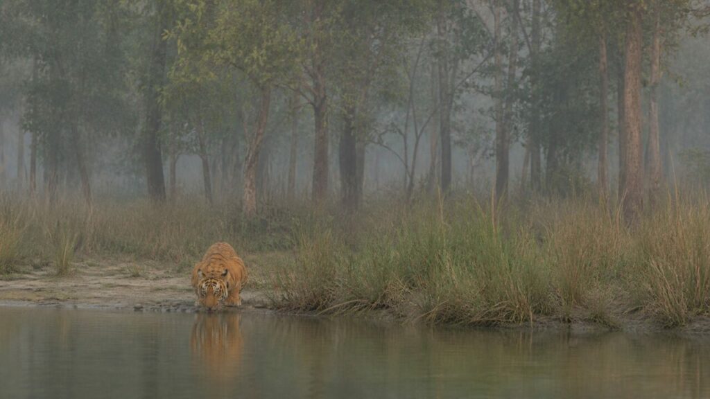 Bosco nebbioso circonda una tigre sulla riva lontana — Tigre del Bengala
