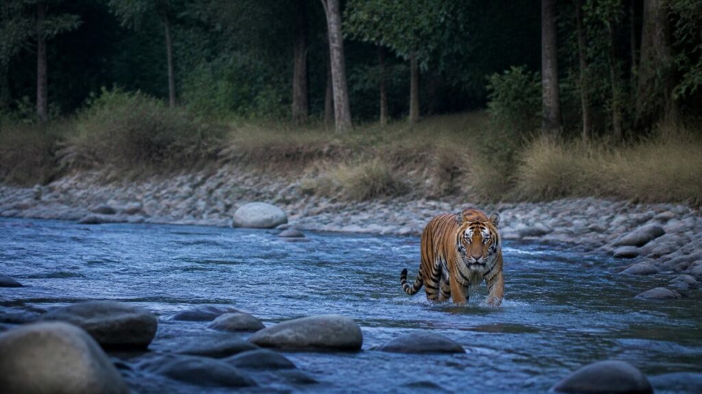 Tra pietre arrotondate, la tigre guada un ampio fiume bordato di alberi — Tigre del Bengala