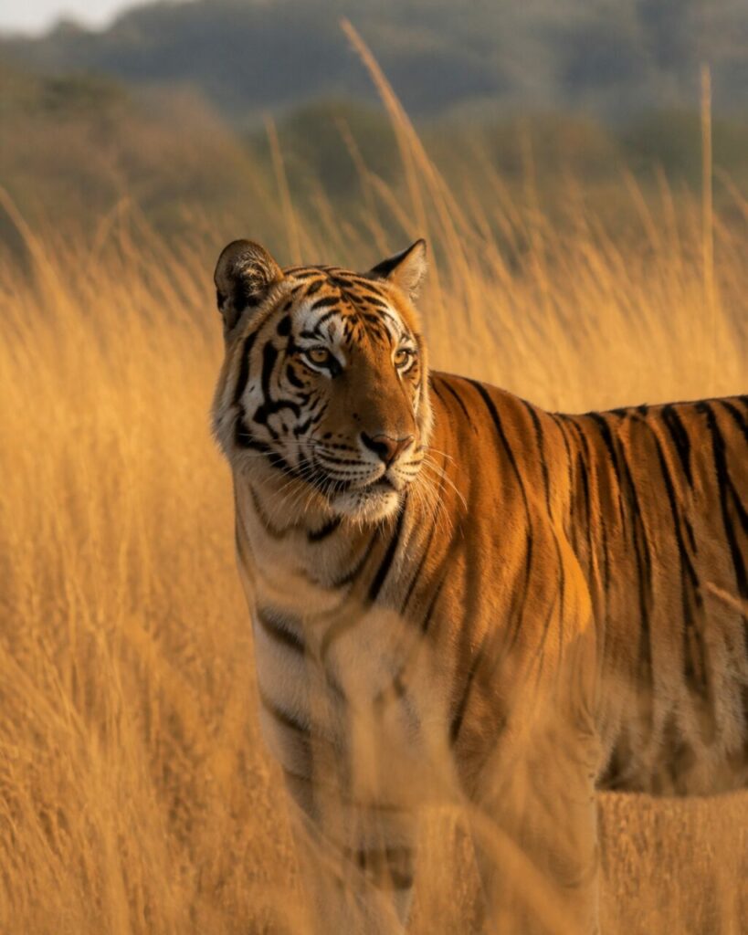 Muso striato che emerge dallʼerba alta — Tigre