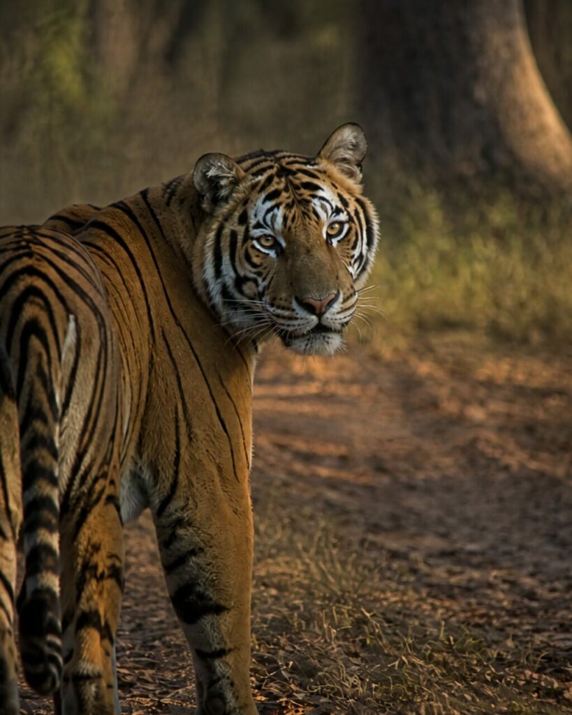Testa del tigre sopra una spalla striata — Tigre