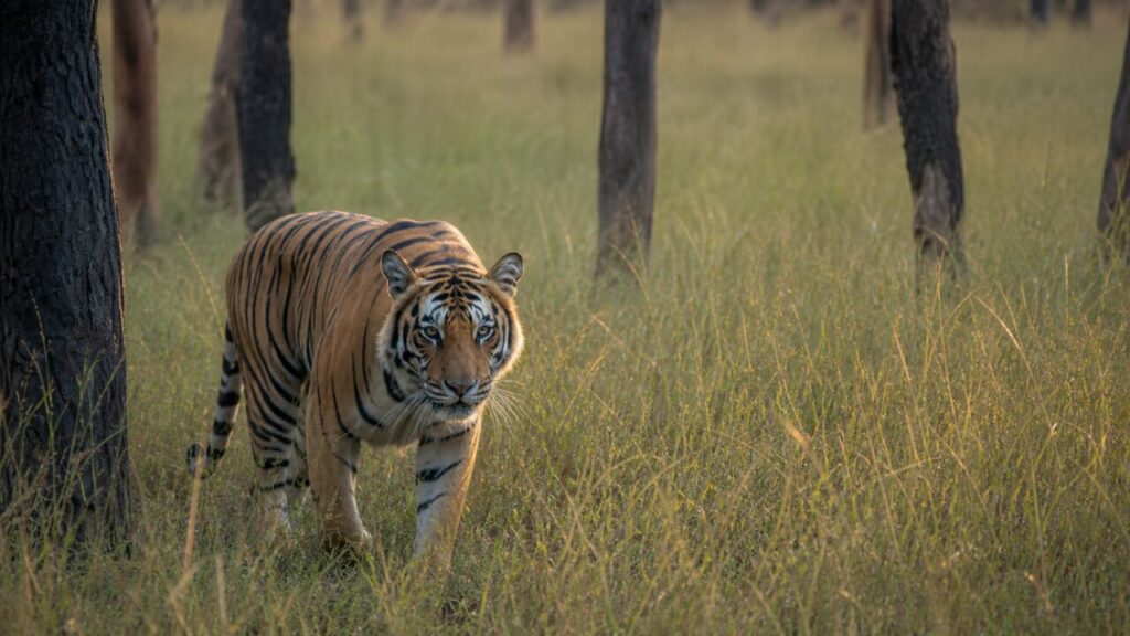 Passi misurati nel bosco aperto — Tigre