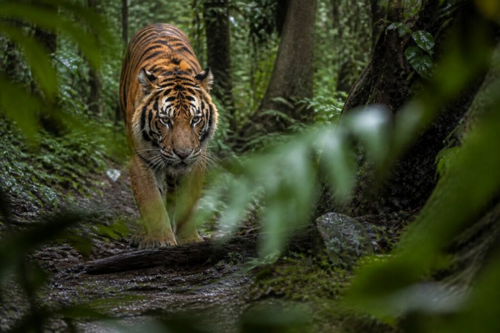 Tigre — Foglie davanti al muso