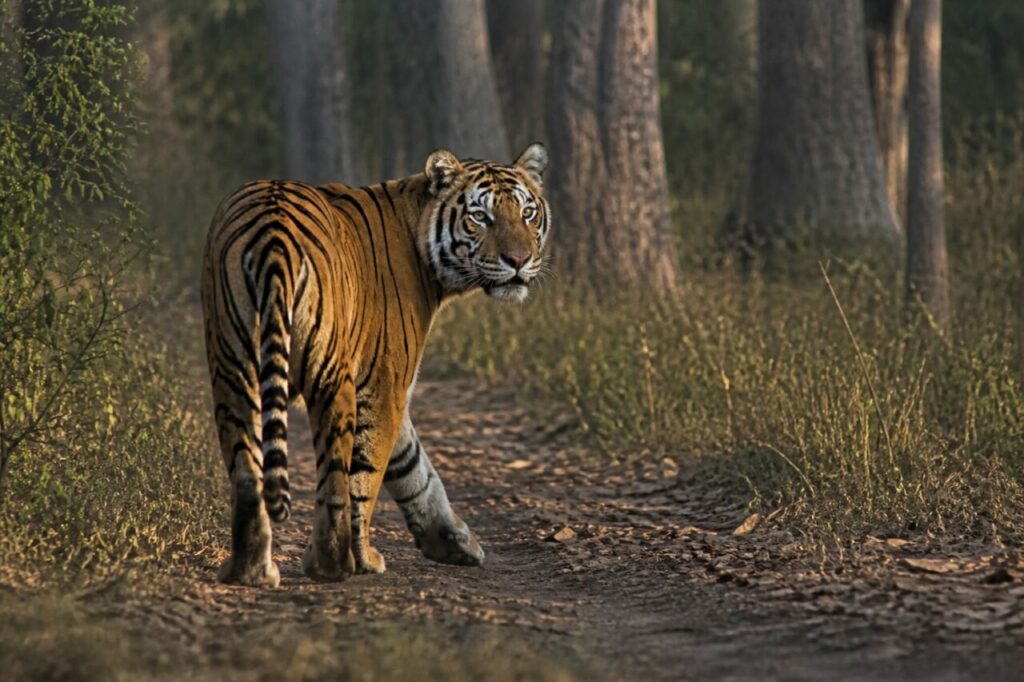 Testa girata durante il cammino — Tigre