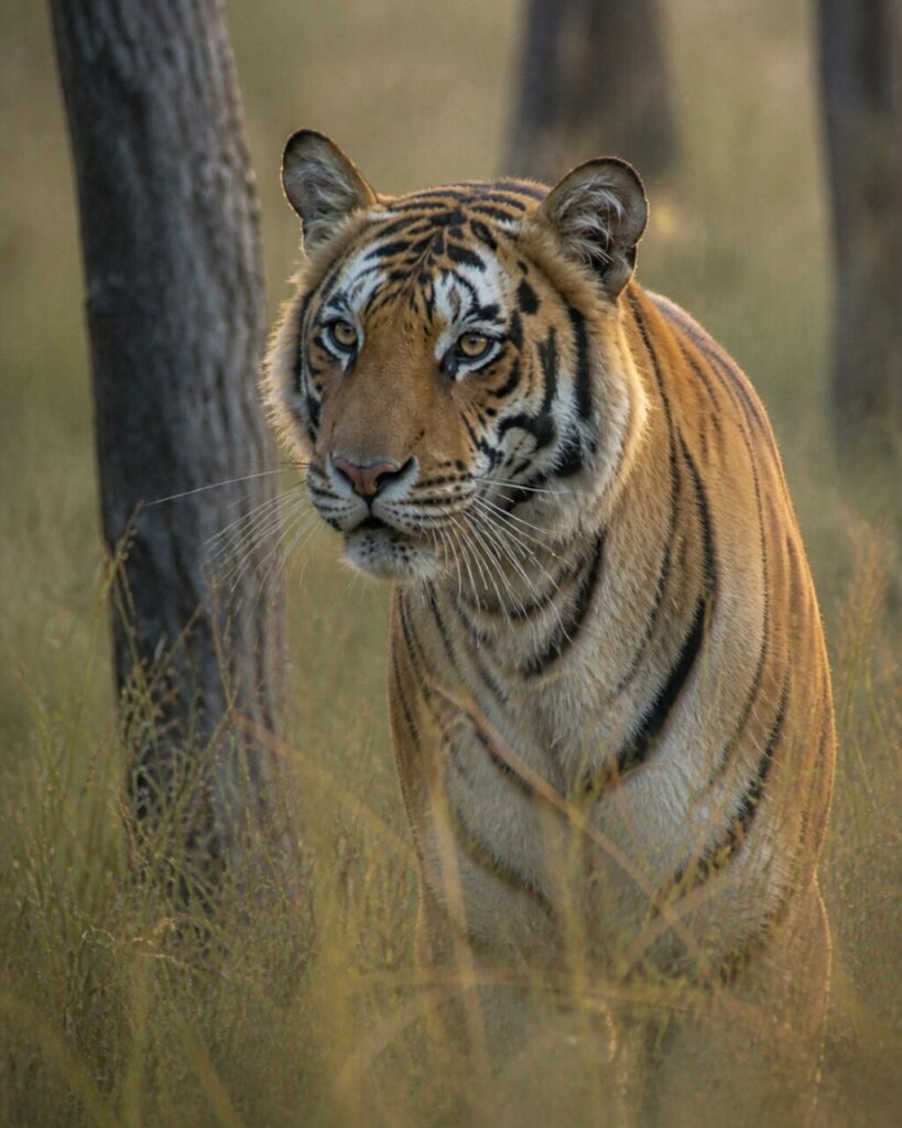 In agguato tra lʼerba alta — Tigre