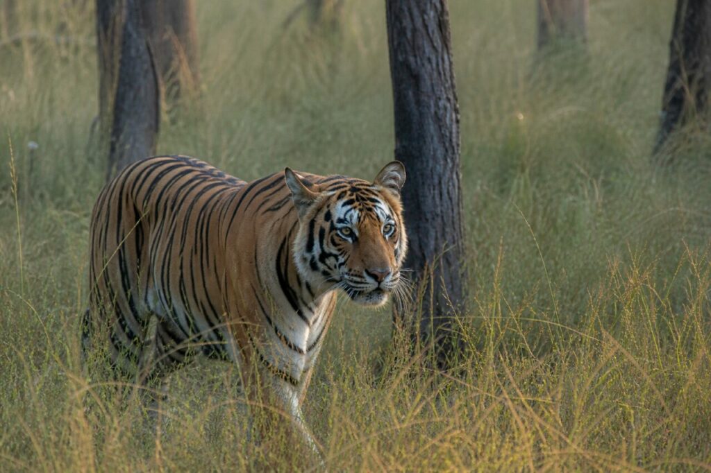 Presenza tra i tronchi scuri — Tigre