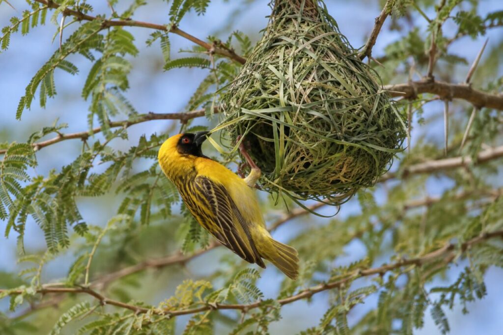 Dorfweber in afrikanischen Feuchtgebieten — building a hanging nest from grass