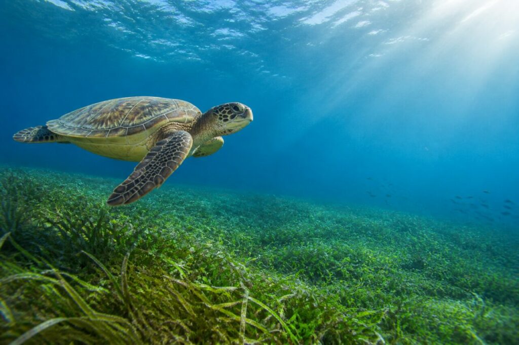 Green turtle above the seagrass