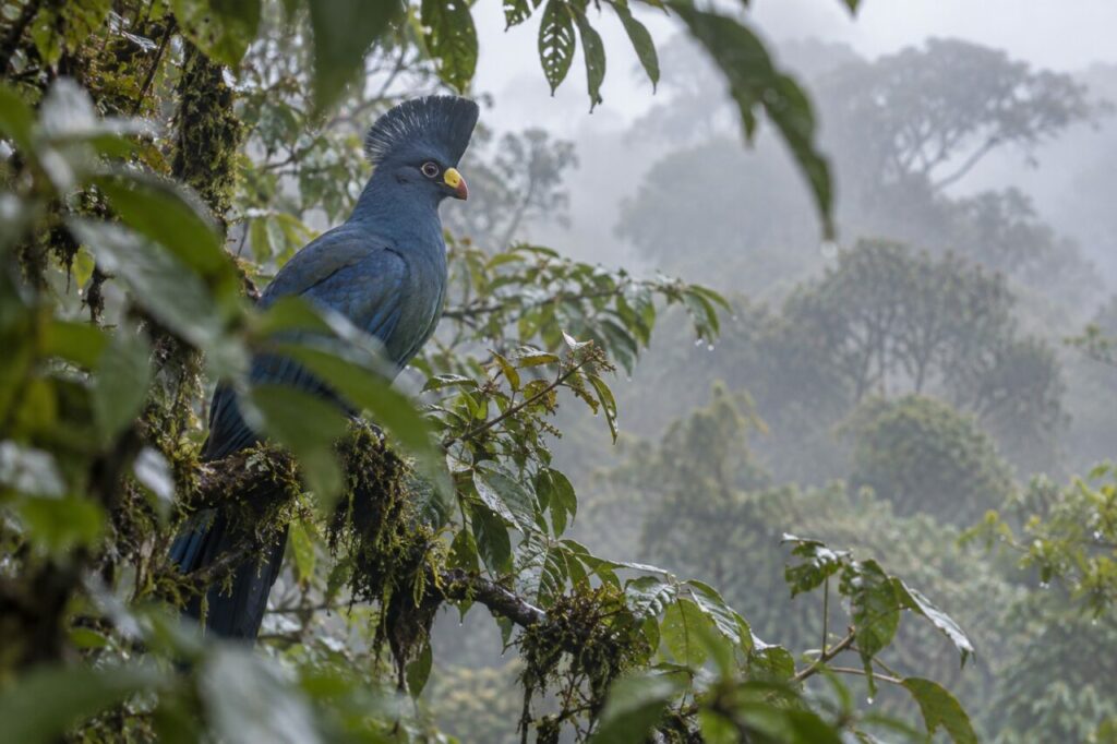 Riesenturako — seen through misty foliage