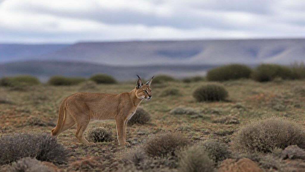Attraversamento della distesa rocciosa — Caracal