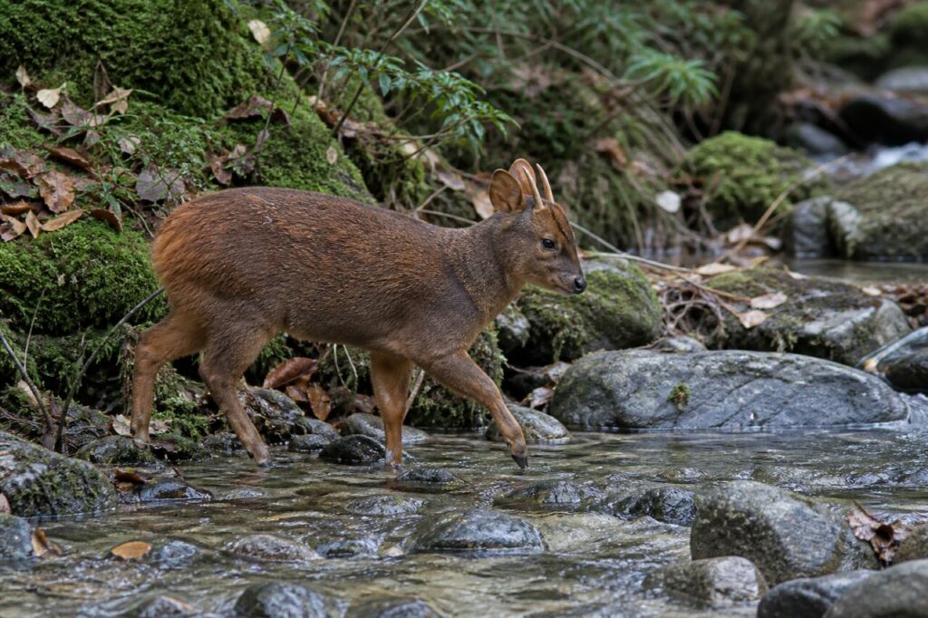 Traversée du pudu du Sud dans un ruisseau de forêt tempérée