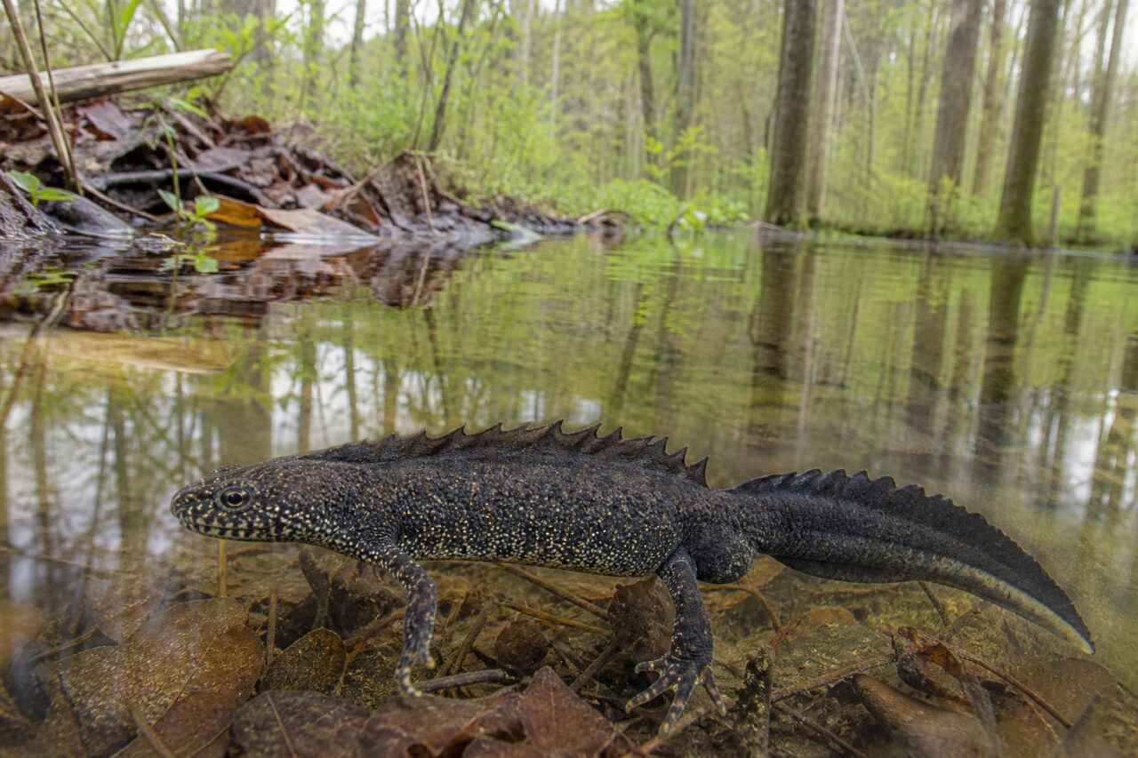 Tritón crestado adulto solo en una charca forestal europea