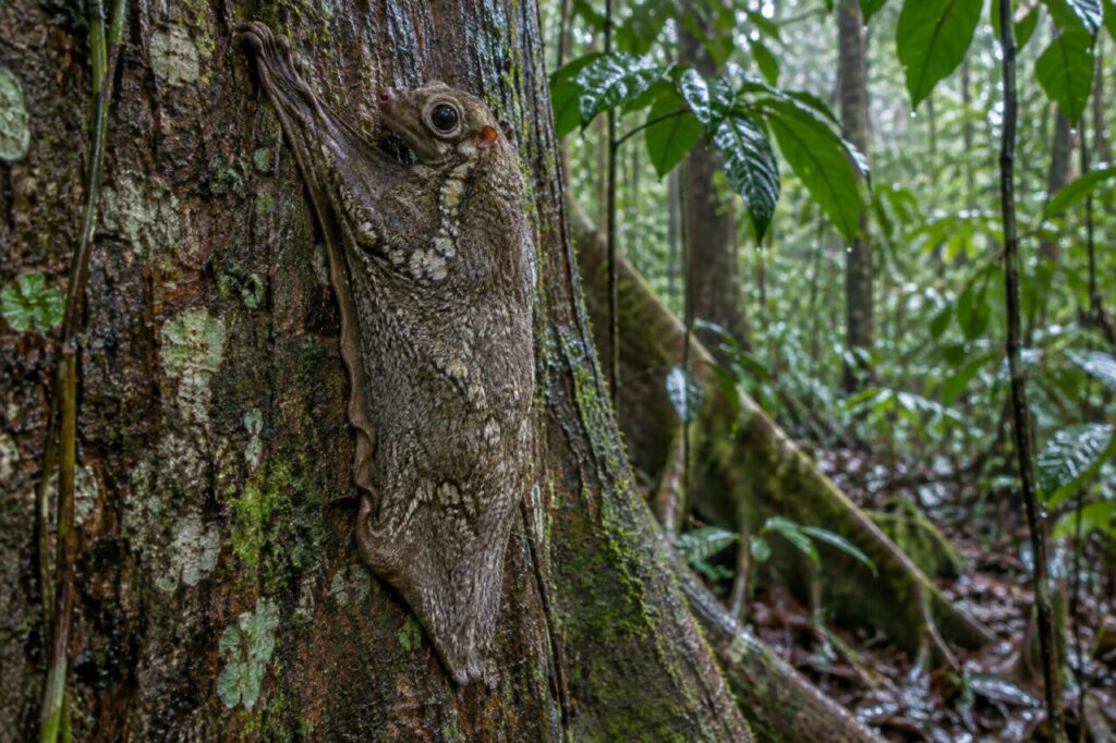 Tronc après la pluie — colugo de la Sonde (Galeopterus variegatus), agrippé à une écorce sombre de Bornéo