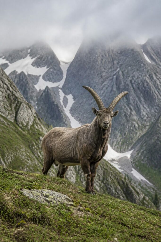 Fermo su uno sperone roccioso, il caprino guarda le cime immerse nella nebbia — Tur del Caucaso occidentale