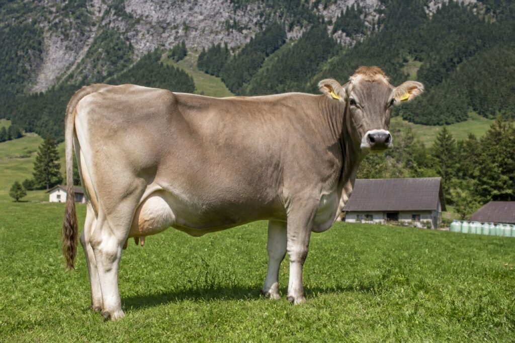 Vache Brune suisse adulte dans un alpage du canton de Schwyz, Suisse